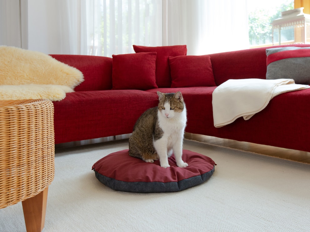 La nouvelle place préférée de votre chat