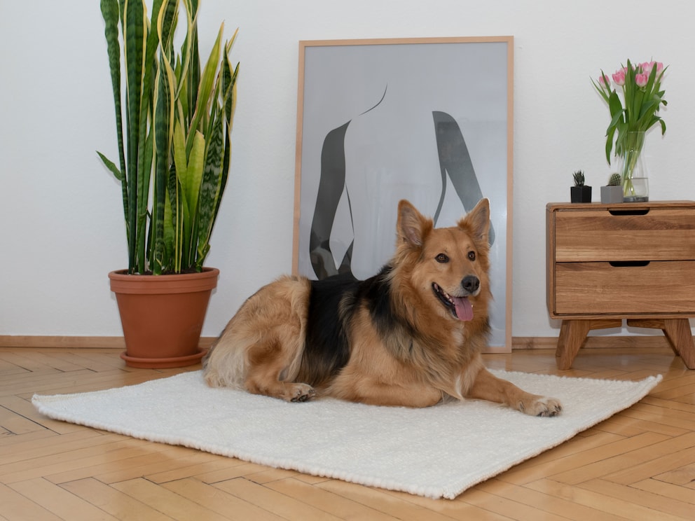 Größe 120x100 cm ist optimal für große Hunde geeignet, wie z.B. Rottweiler, Deutscher Schäferhund und Afghanischer Windhund
