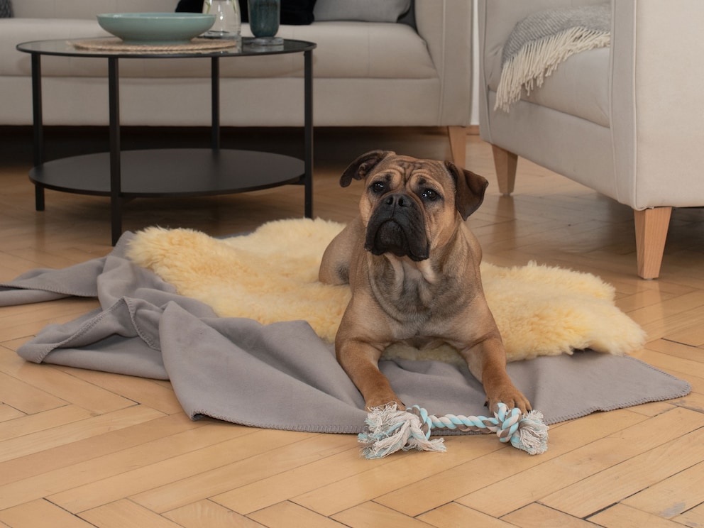 Peau en « dimension 100-110 cm » - idéal pour les chiens de moyenne taille, p. ex. les schnauzer, labrador retriever et shiba inu