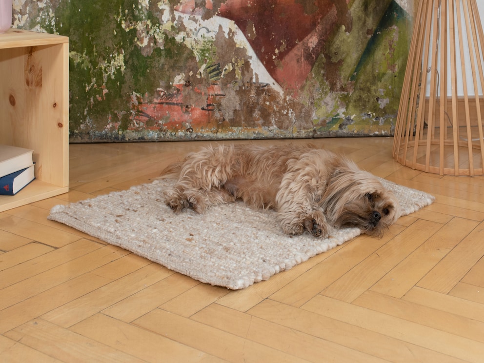 Größe 80x60 cm ist komfortabel für kleine Rassen, wie z.B. Jack Russel Terrier, Papillon und Zwergspitz