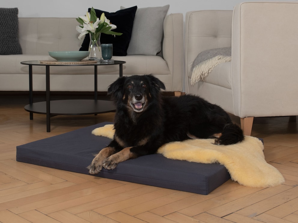 « Matela » offre à votre ami à quatre pattes un sommeil sain et réparateur