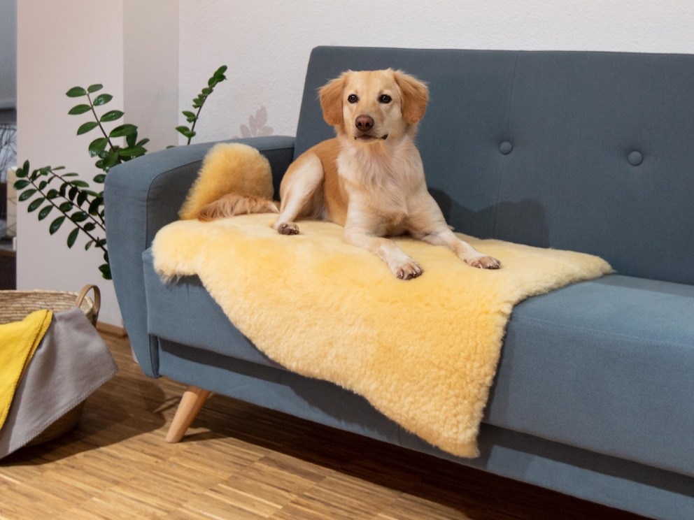 Divine sensation de moelleux, naturellement antisalissure et par conséquent très facile d'entretien