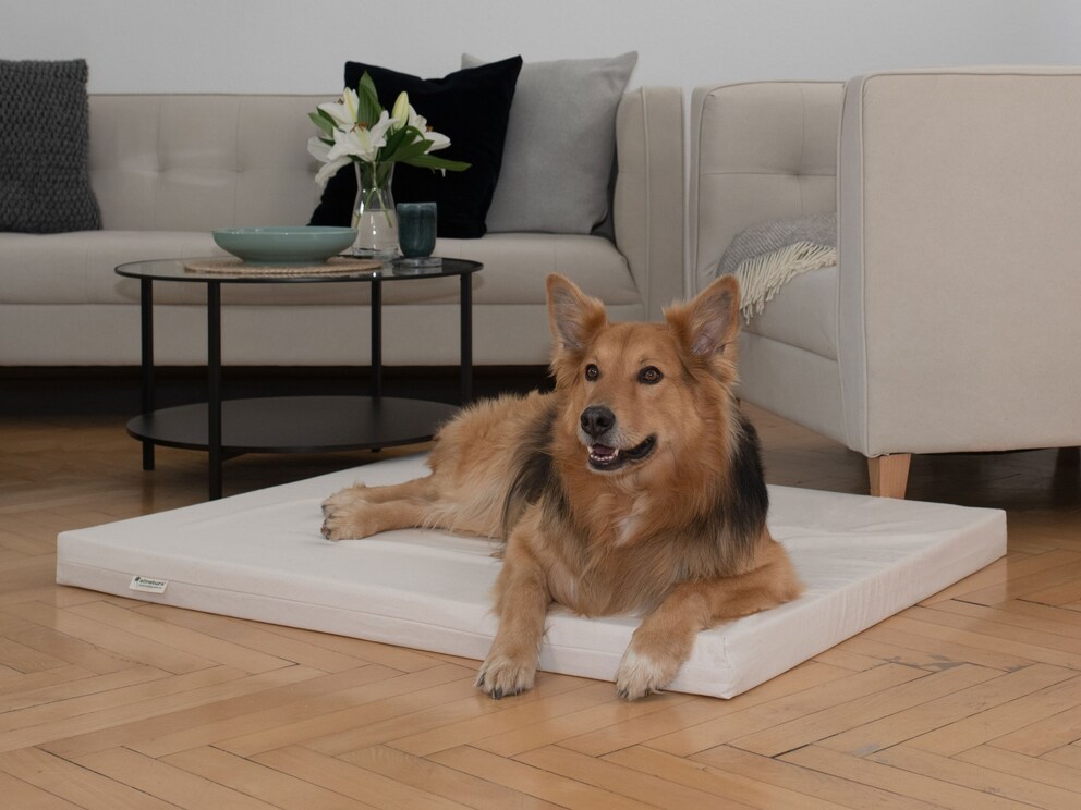 La dimension 100x80 fait le bonheur des grands chiens, p. ex. les dalmatiens, setter irlandais et border collie