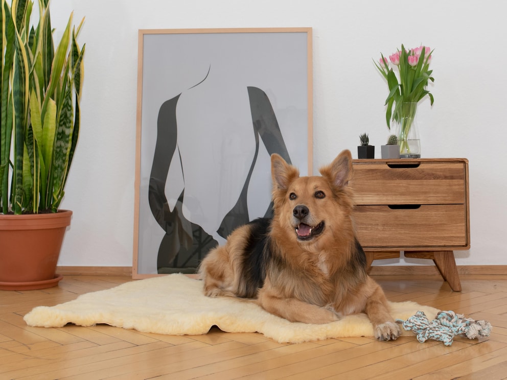 Grote honden zoals de herdershond, bobtail, husky en Duitse staande hond liggen optimaal op een vacht vanaf 110 cm