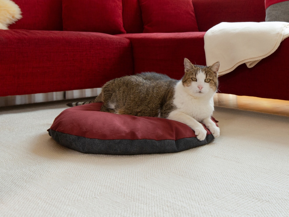 Coussin douillet confortable et moelleux pour le repos bien mérité de votre complice aux pattes de velours