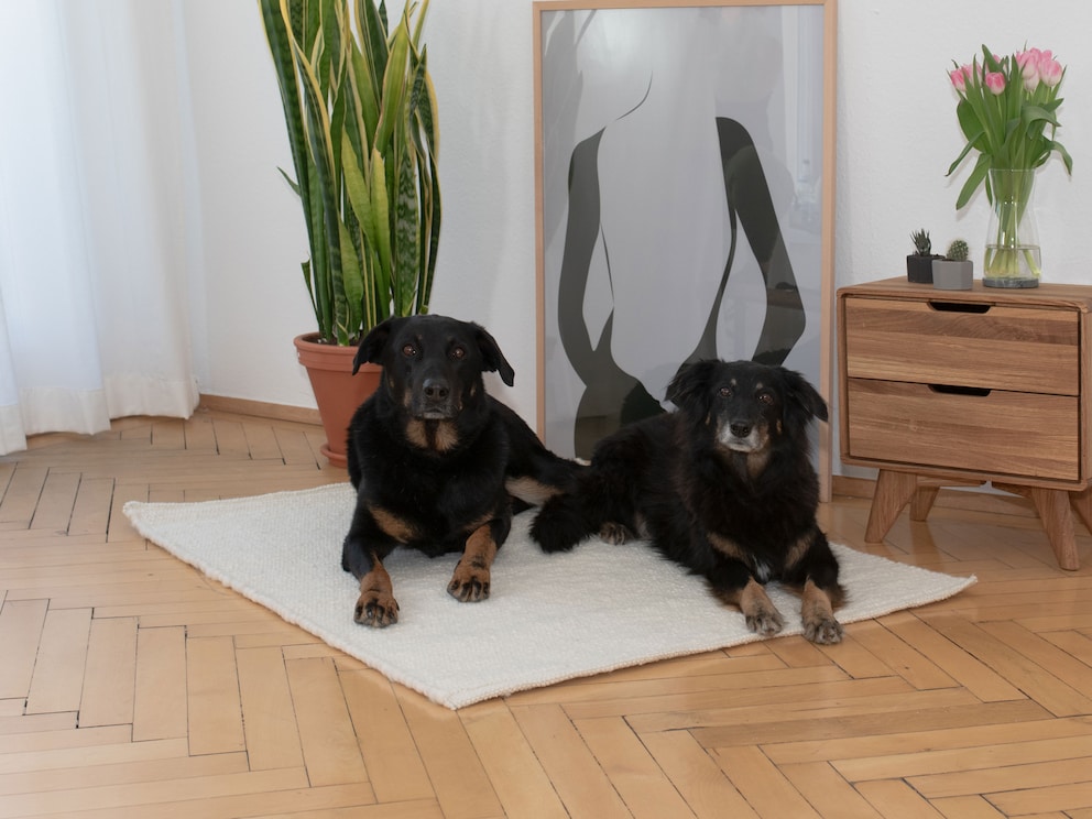 Größe 140x110 cm für sehr große Hunde wie Bernhardiner, Dogge oder Neufundländer - oder als Doppelbett für kleinere Rassen