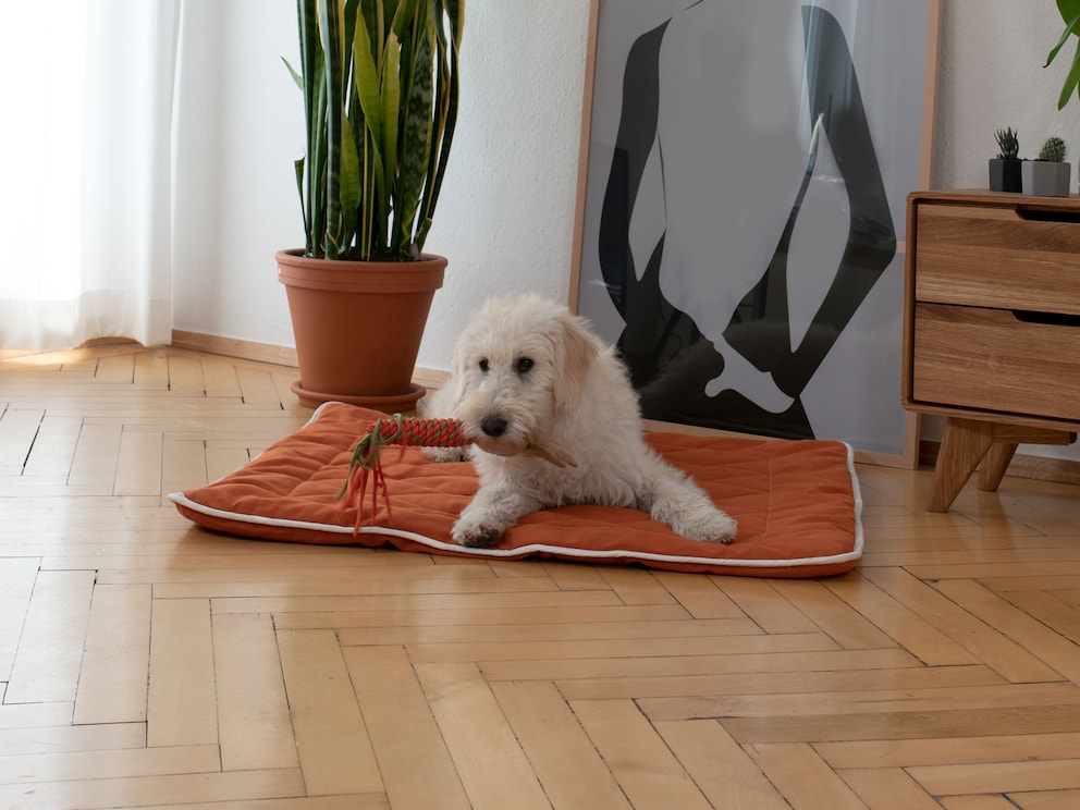 Divine sensation de confort, au choix avec garnissage en coton et Kapok ou lyocell