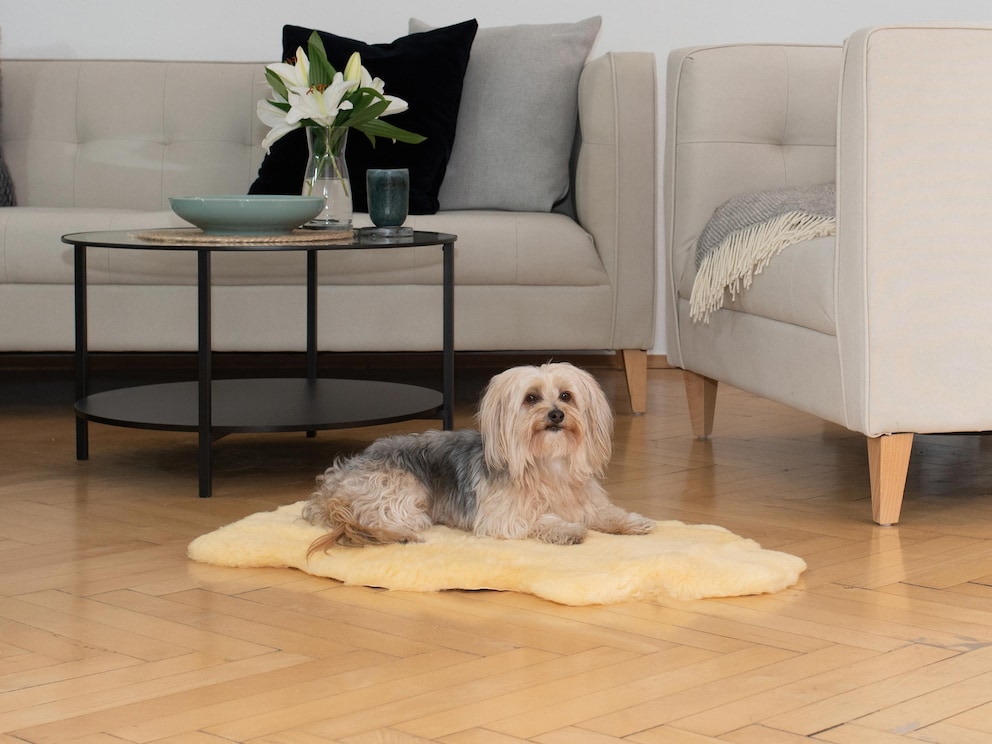 La dimension 90-100 cm est idéale pour les chats et les petits chiens, p. ex. les bichons maltais, west highland terrier ou bichon bolonais