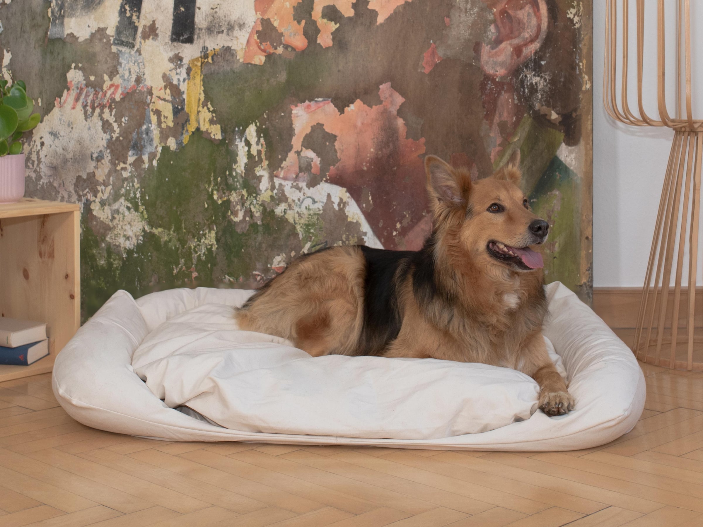 Hundebett "Cuma" - Mit abgesenktem Einstieg und Randrolle | allnatura