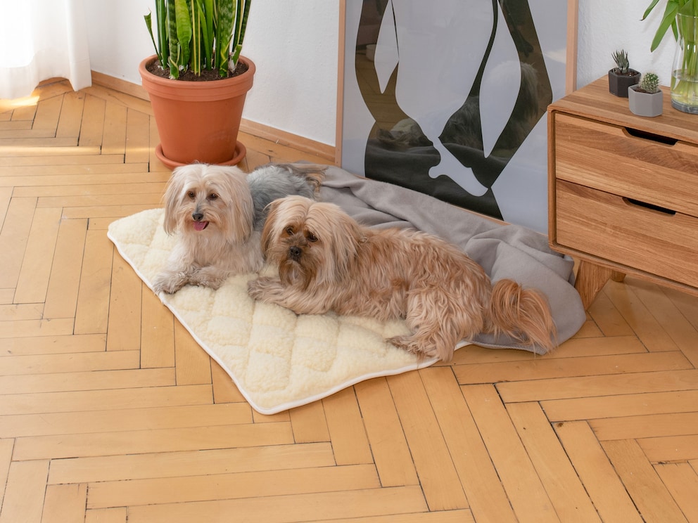 « Vellon » en dimension 60x80 fait le bonheur des petites races comme les bichons maltais, pinschers nains et foxterriers
