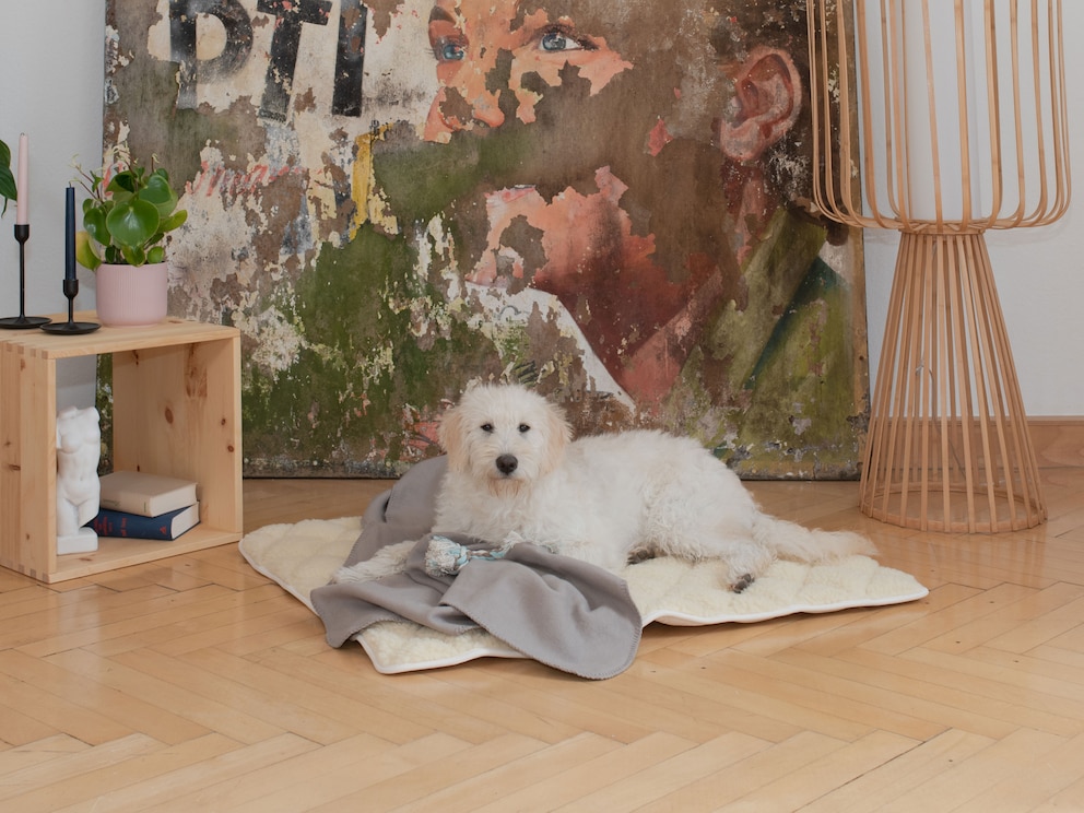 Les grands chiens comme les bouviers bernois, boxers ou akita inu se sentent comme sur un nuage sur le modèle 120x100 cm