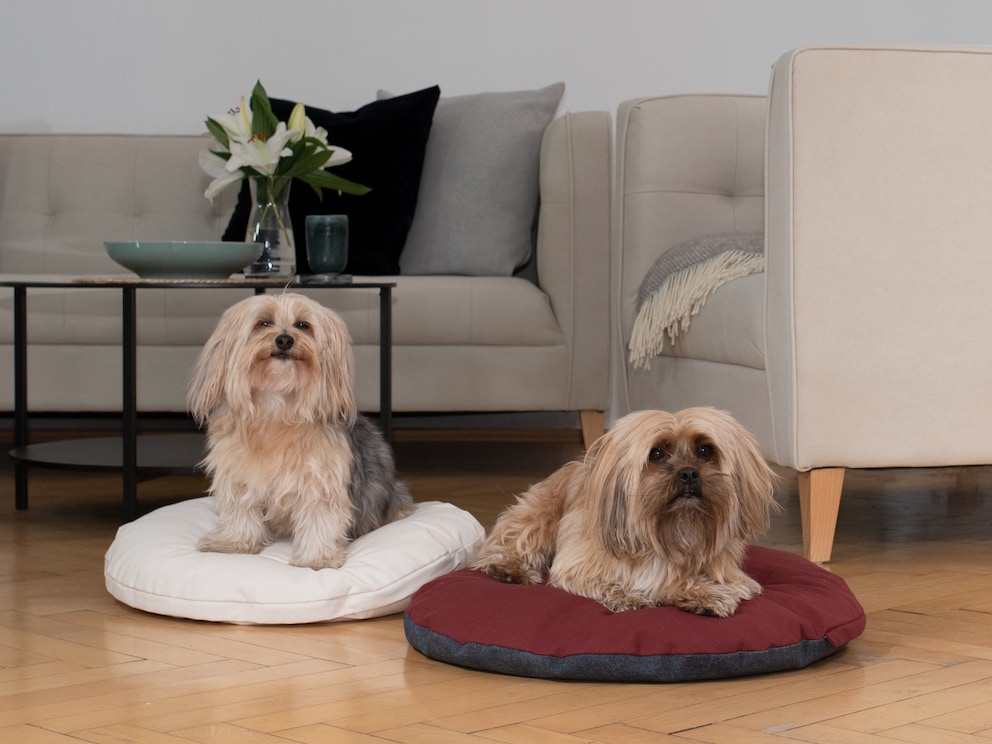 Les petites races de chiens comme les yorkshire-terriers, pékinois ou chihuahua se sentent comme sur un nuage sur ce coussin douillet rond de diamètre 60 cm 