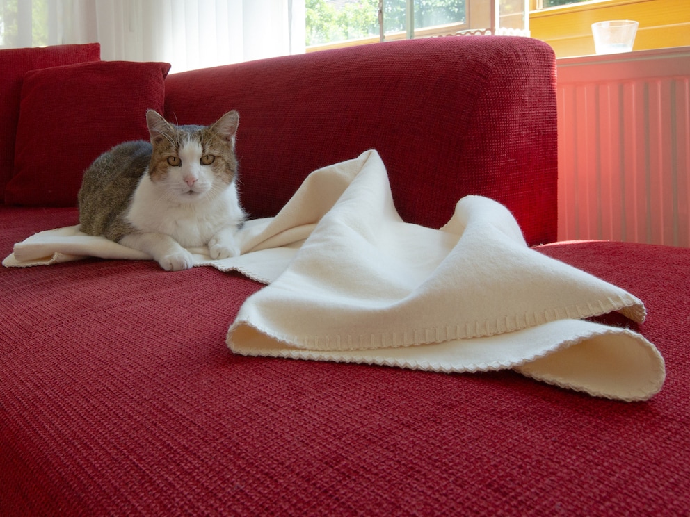 Hier kann Ihre Katze entspannt die Pfoten hochlegen und sich einkuscheln