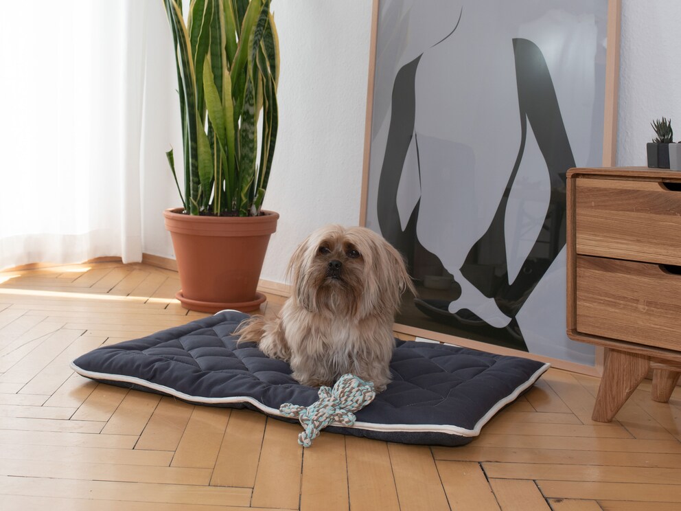 La dimension 80x60 cm convient idéalement pour les races de chien plus petites, p. ex. teckel, jack russel et pékinois