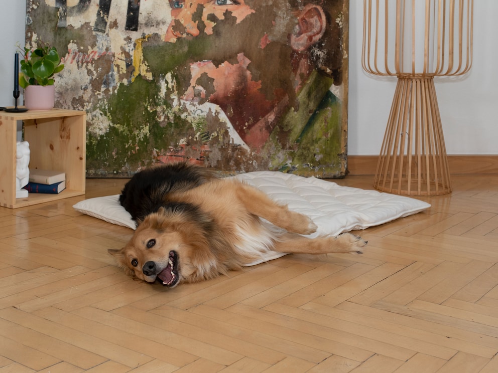 « Estera » en dimension 100x80 cm pour grands chiens, p. ex. les labradors, golden retriever et rottweiler