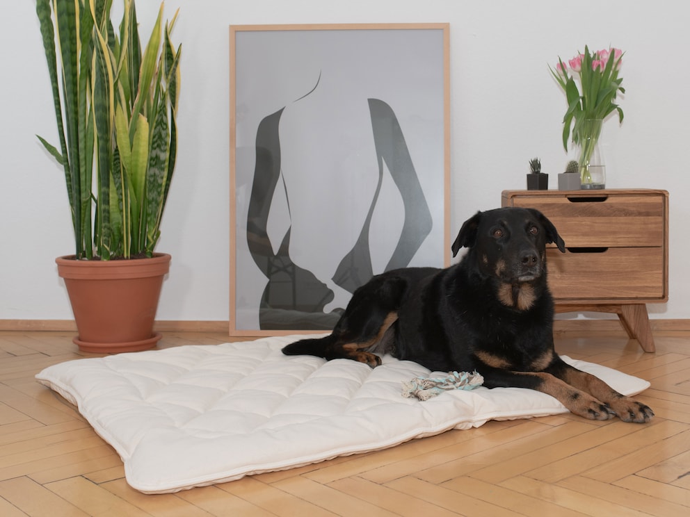 La dimension 120x100 cm convient idéalement pour les très grands chiens, p. ex. les saint-bernard, dobermanns ou leonbergs