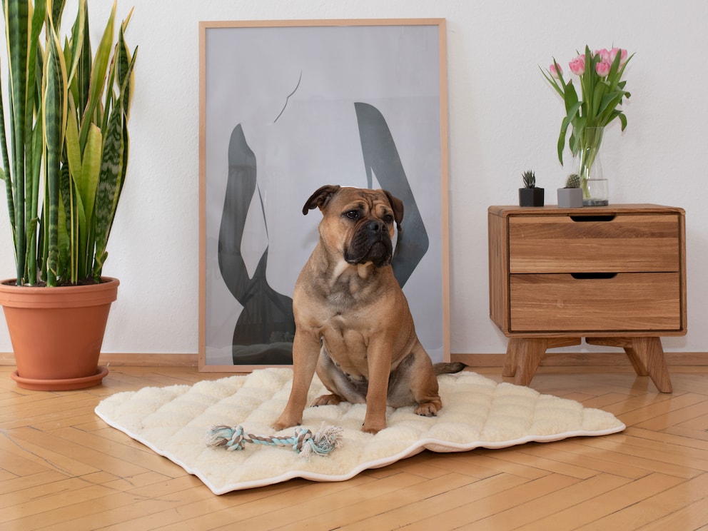 La dimension 100x80 cm convient idéalement pour les chiens de moyenne taille, p. ex. les bergers australiens, spitz loup et eurasier