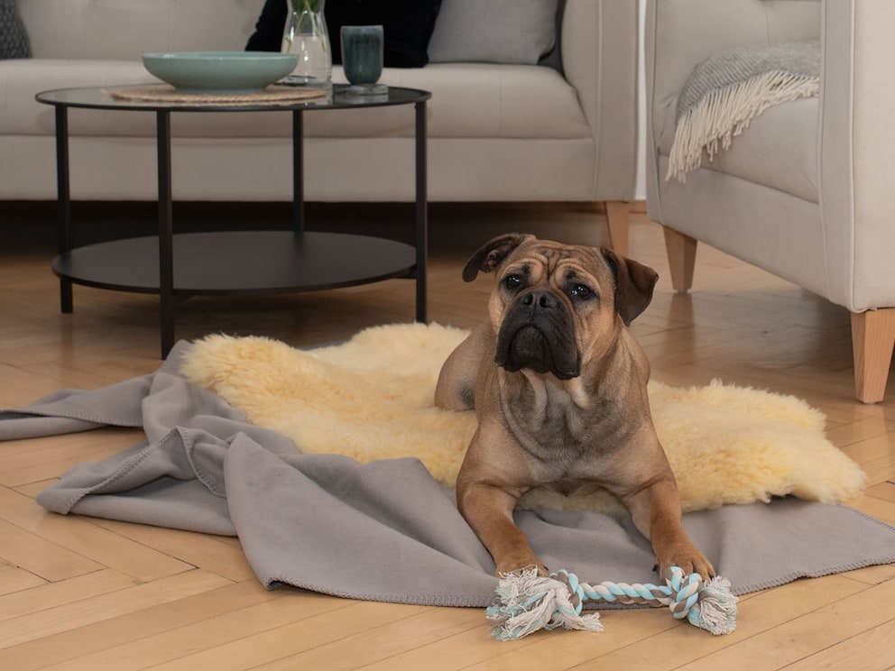 « Calina » - parfaite comme couverture douillette d'appoint, protection pour le mobilier ou comme garniture pour paniers de chiens, caisses de transport, etc.